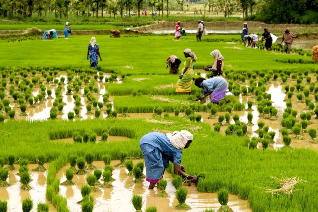 Farmers Monsoon Advisory Highlights Sowing And Field Safety