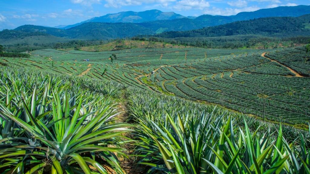 Tripura Queen Pineapple Gets Delhi Festival Push for Global Market Reach